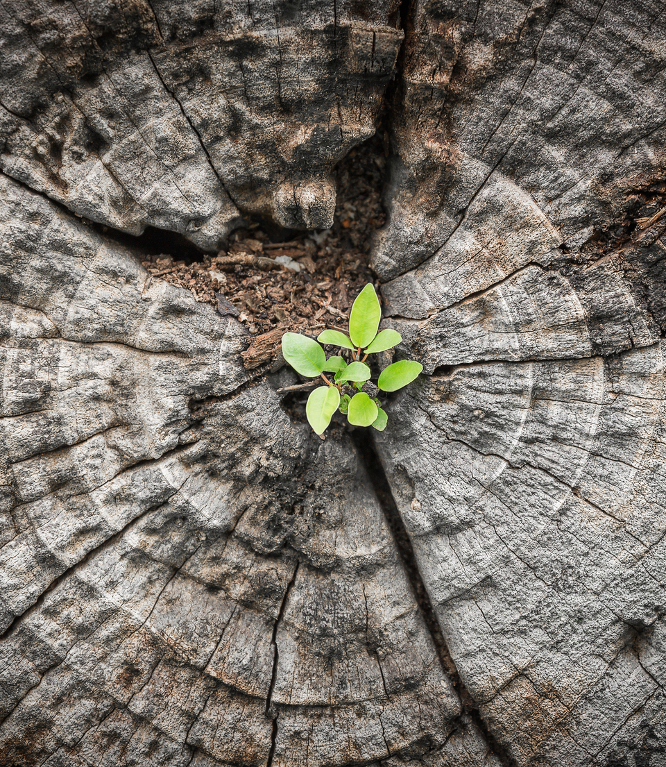 Plant More Trees